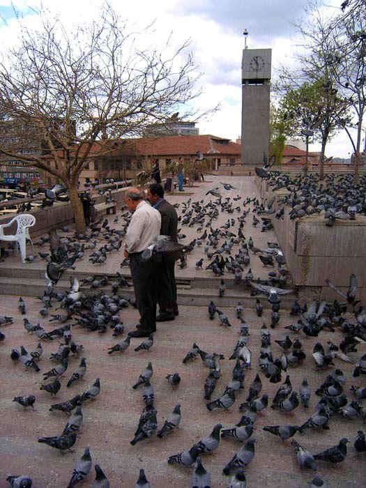 3123_01.jpg (35691 bytes)